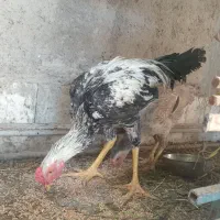 لاری|حیوانات مزرعه|کهنوج, |دیوار