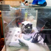 آکواریوم  شرکتی با تمام لوازم|ماهی|تهران, فلاح|دیوار