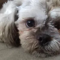 واگذاری مکس  شیتزو نر ۵ ساله|سگ|پرند, فاز ۴|دیوار