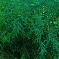 درختچه،نهال مثمر و غیر مثمر ،خاک گلدان ،خاک برگ|خدمات باغبانی و درختکاری|شیراز, تل حسین‌آباد|دیوار
