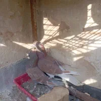 کبوتر سرخ شکار|پرنده|برخوار, |دیوار