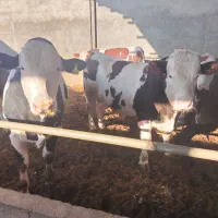 گوساله سیمینتال پروار