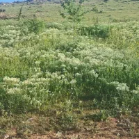 عسل چهل گیاه