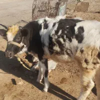 گاوگوساله ماده جوان|حیوانات مزرعه|ماهیدشت, |دیوار