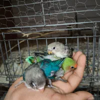 جوجه کوتوله برزیلی سرلاکی