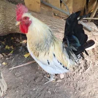 تخم مرغ نطفه دار