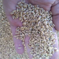 خوراک دام ذرت جو