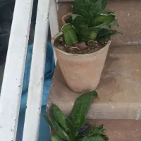 گل ارزون|گل و گیاه طبیعی|شیراز, انجیر|دیوار