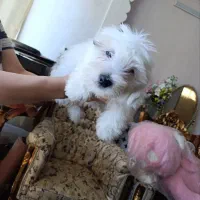 سگ اپارتمانی