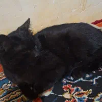 گربه|گربه|تهران, جوادیه تهرانپارس|دیوار