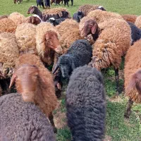 پشم زنی گوسفند