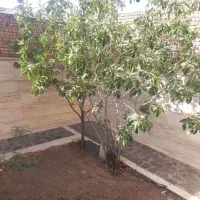 نظافت منزل خانم