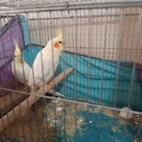 پرنده|پرنده|یاسوج, |دیوار