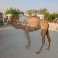 بچه شتر ماده یکسالو نیمه