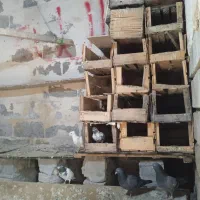 کبوتر همه نوع