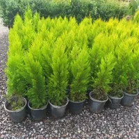 همکار آقا برای کار گلخانه