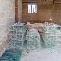 قفس  بلدرچین