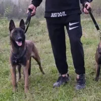 یه جفت سگ مالینیوز