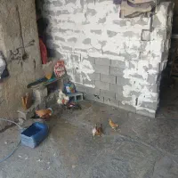 مرغ وخروس