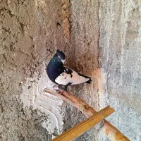 سینه ای پلنگ