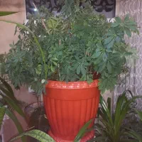 گلهای آپارتمانی