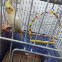 عروس هلندی ماده
