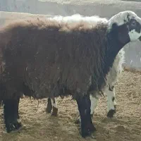 بره قوچ افشاری ۷ماهه