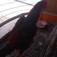 خروس لاری افغان