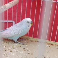 مرغ عشق نر
