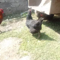 مرغ تخم گزار  پاپر