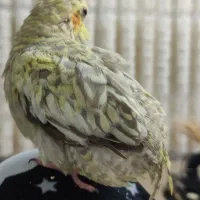 واگذاری رایگان طوطی عروس با لوازم و قفس