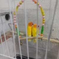 کوتوله برزیلی طلایی