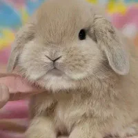 خرگوش مینی لپ