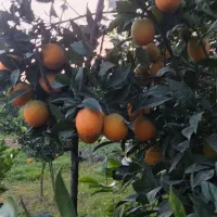 فروش پرتقال موزی|خوردنی و آشامیدنی|زرگرشهر, |دیوار