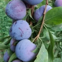 نهال آلو سالم و پربار مناسب باغ و باغچه