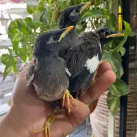 جوجه مینا افغان