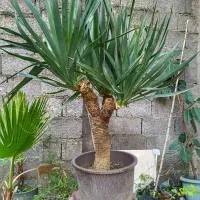 بنسای یوکا ماده گلده