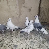 کفتر یا کبوتر پشدار آلمانی و رنگی جفتی و پرنده|پرنده|بوئین زهرا, |دیوار