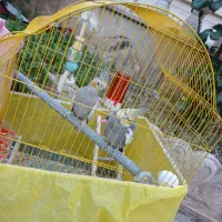 فروش دوعدد عروس هلندی