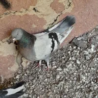 ماده|پرنده|برخوار, |دیوار