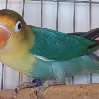 طوطی برزیلی و راهب