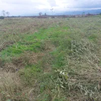 فروش زمین  ۳۱۰۰ متری در تالش پشته|فروش زمین و ملک کلنگی|تالش, جوکندان|دیوار