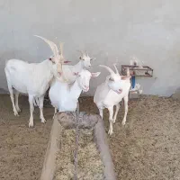 ۳ بز سانن ۱ نر بز|حیوانات مزرعه|شیراز, درکی|دیوار