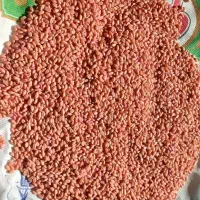 گندم بذر پیشگام