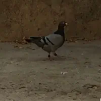 کبوتر گمشده|حیوانات|بجنورد, |دیوار