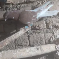 کفتر کبوتر|پرنده|نیشابور, مبارکه|دیوار