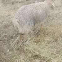 گوسفند گوشتی