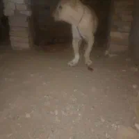 سلام خسته نباشید دو تا توله هم قال|سگ|سبزوار, پاسداران|دیوار