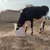 3راس تلیسه جنس خوب|حیوانات مزرعه|اینچه برون, |دیوار