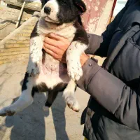 سگ نگهبان افغان اصیل